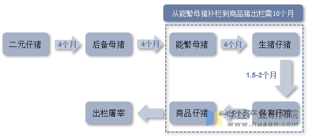 生猪养殖流程与周期